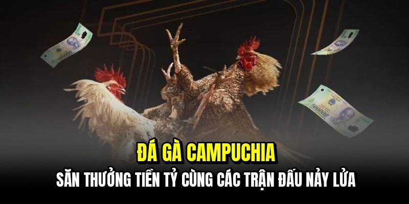 Đá Gà Campuchia - Sảnh Đấu Đỉnh Cao Số 1 Hiện Nay Tại C168 4 Đá gà Campuchia - Săn thưởng tiền tỷ cùng các trận đấu nảy lửa